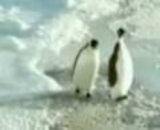 【ひどい】イタズラ好きのペンギン